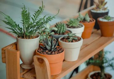 How to take care for Indoor Plants : Cultivating Greenery within Your Home