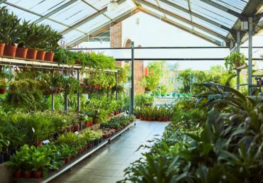 How to take care of nursery during rainy season: Essential Tips for Planting