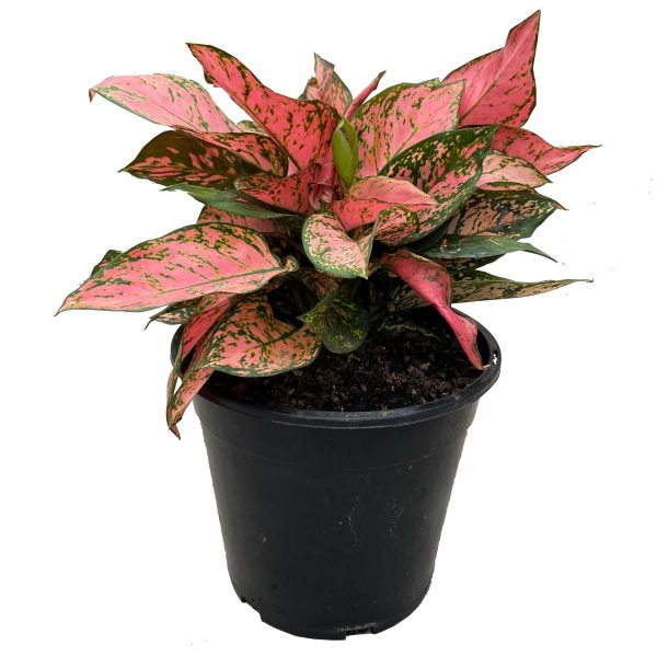 Aglaonema Lady Valentina
