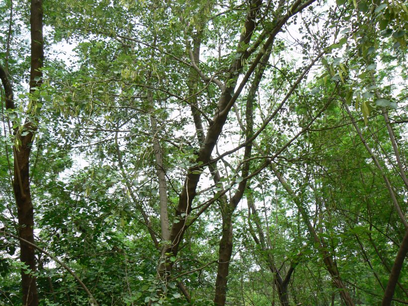 Xismush Tree Shishu tree (Dalbergia sissoo) – agroG