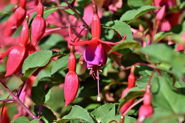 Fuchsia ‘Gulbakawali’ (Fuchsia)