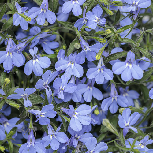 Blue Lobeila ‘Neel Komol’ (Lobeila)